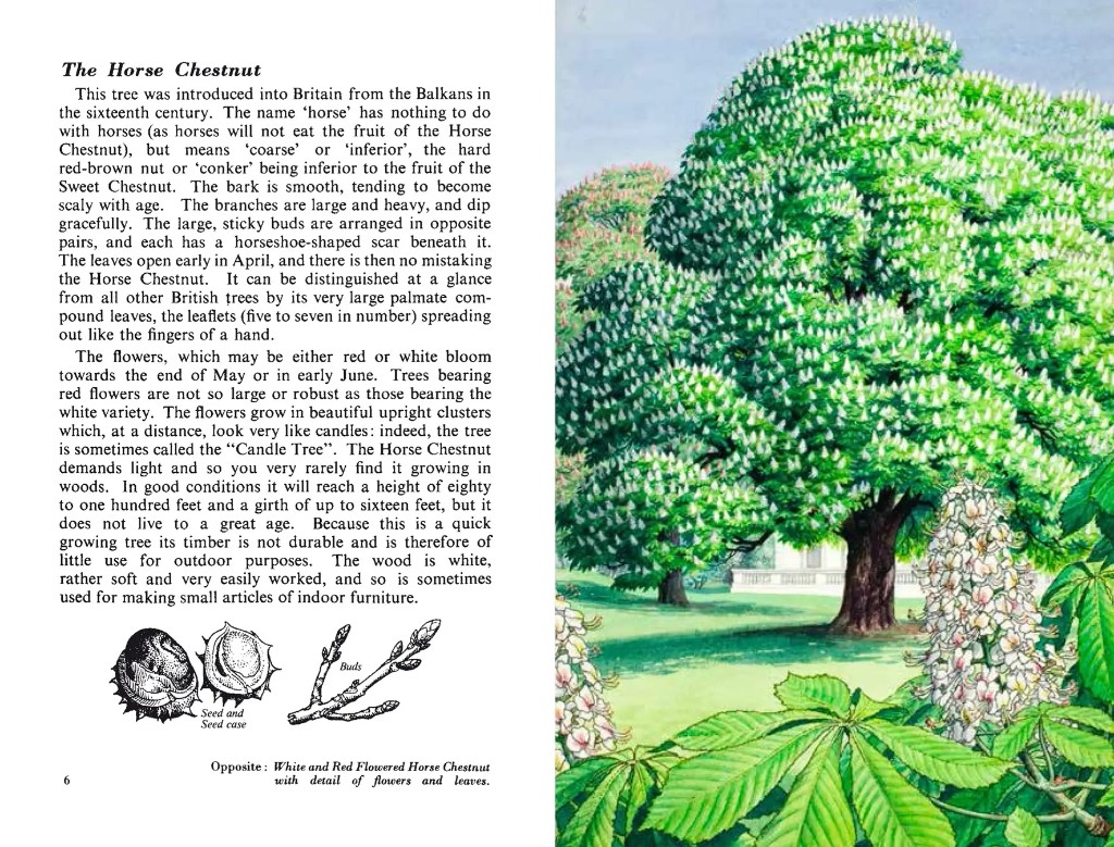 Open spread from The Ladybird Book of Trees: Horse Chestnut chapter and colour illustration of the tree in bloom.