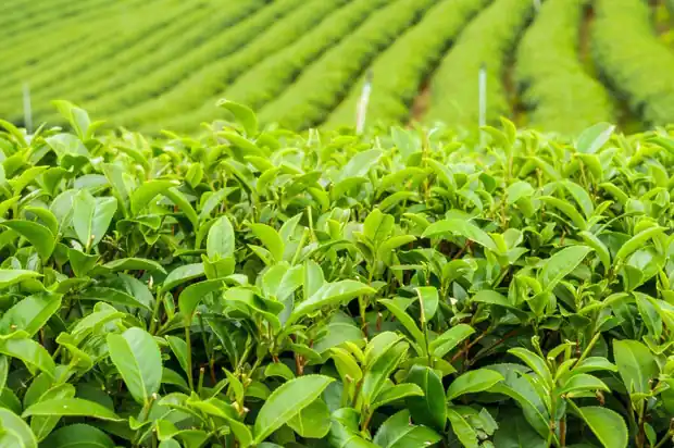 Close view of fresh tea leaves