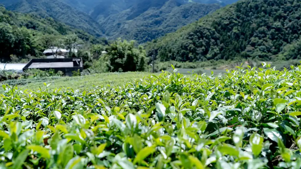 Tea garden and mountain landscape