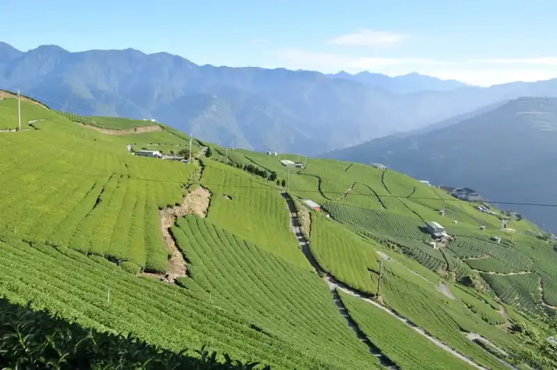 High mountain tea plantation